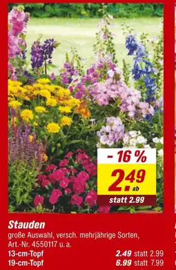 toom Baumarkt Stauden Angebot