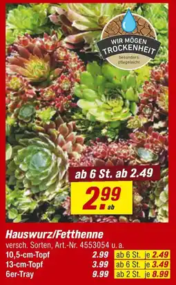 toom Baumarkt Hauswurz/fetthenne Angebot