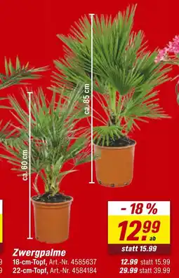 toom Baumarkt Zwergpalme Angebot