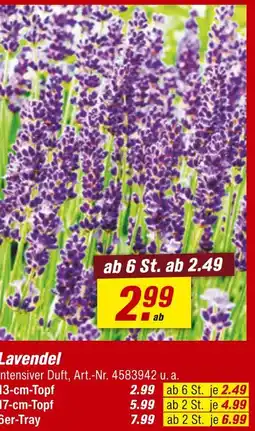 toom Baumarkt Lavendel Angebot