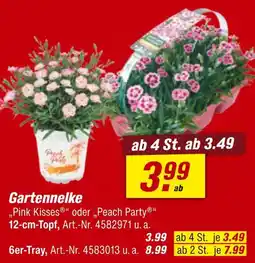 toom Baumarkt Gartennelke „pink kisses“ oder „peach party“ Angebot
