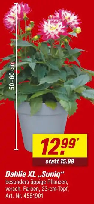 toom Baumarkt Suniq dahlie xl Angebot