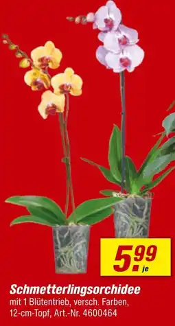 toom Baumarkt Schmetterlingsorchidee Angebot