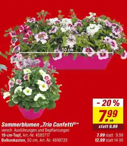 toom Baumarkt Sommerblumen „trio confetti“ Angebot