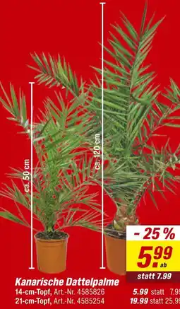 toom Baumarkt Kanarische dattelpalme Angebot