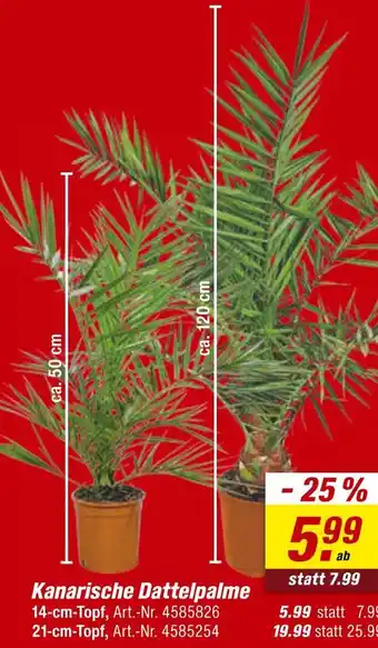 toom Baumarkt Kanarische dattelpalme Angebot