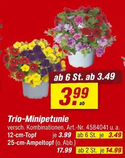toom Baumarkt Trio-minipetunie Angebot