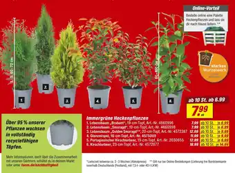 toom Baumarkt Immergrüne heckenpflanzen Angebot