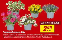 toom Baumarkt Sommerblumen-mix Angebot