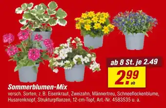 toom Baumarkt Sommerblumen-mix Angebot