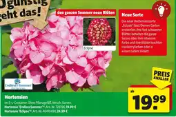 Hagebau Endless summer hortensien Angebot