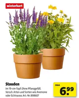 Hagebau Winterhart stauden Angebot