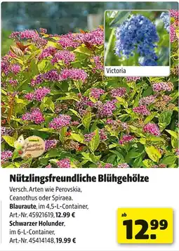 Hagebau Nützlingsfreundliche blühgehölze Angebot