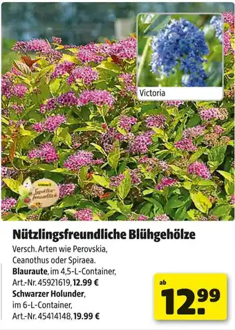 Hagebau Nützlingsfreundliche blühgehölze Angebot