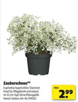 Hagebau Zauberschnee euphorbia hypericifolia 'diamond frost'(s) Angebot