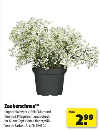 Hagebau Zauberschnee euphorbia hypericifolia 'diamond frost'(s) Angebot