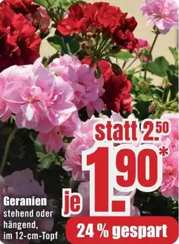 B1 Discount Baumarkt Geranien Angebot