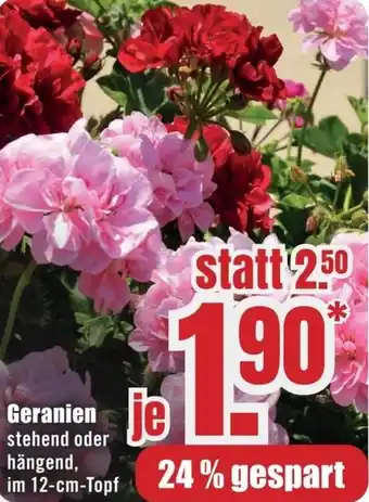 B1 Discount Baumarkt Geranien Angebot