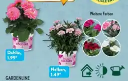 Aldi Süd Gardenline Blühpflanze Angebot