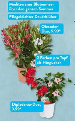 Aldi Süd Gärtners Schätze Dipladenia-Duo Angebot