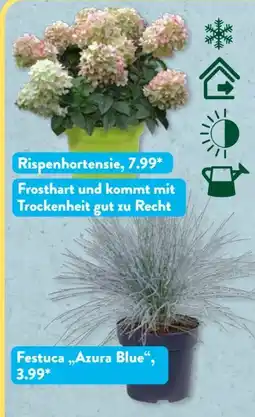 Aldi Süd Gardenline Gartenpflanze Angebot