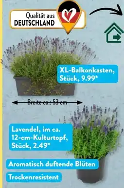 Aldi Süd Gärtners Schätze Lavendelpflanzen Angebot