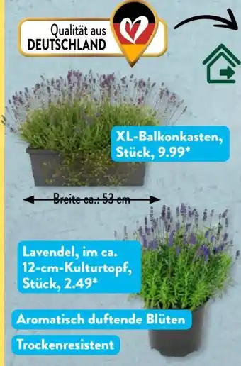 Aldi Süd Gärtners Schätze Lavendelpflanzen Angebot