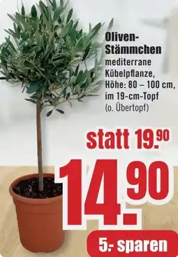 B1 Discount Baumarkt Oliven Stämmchen Angebot