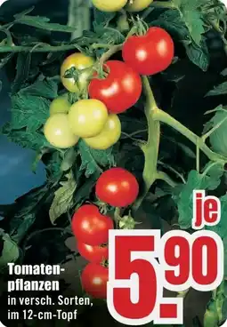 B1 Discount Baumarkt Tomatenpflanzen Angebot