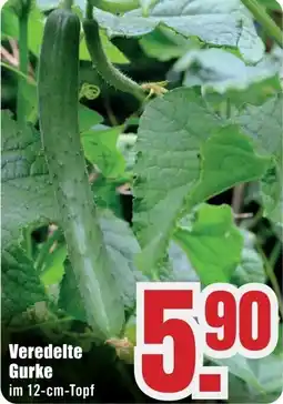 B1 Discount Baumarkt Veredelte Gurke Angebot