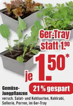 B1 Discount Baumarkt Gemüse Jungpflanzen Angebot