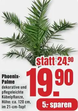 B1 Discount Baumarkt Phoenix Palme Angebot