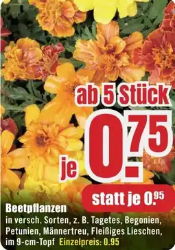 B1 Discount Baumarkt Beetpflanzen Angebot