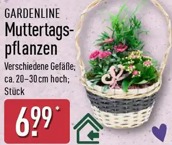 Aldi Nord GARDENLINE Muttertagspflanzen Angebot