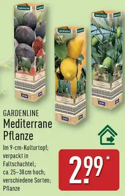 Aldi Nord GARDENLINE Mediterrane Pflanze Angebot
