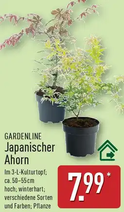 Aldi Nord GARDENLINE Japanischer Ahorn Angebot