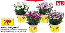toom Baumarkt Nelke ,,Lucky Lips" Angebot