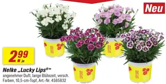 toom Baumarkt Nelke ,,Lucky Lips" Angebot