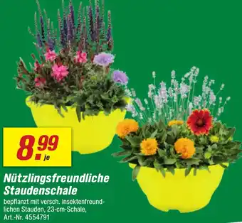 toom Baumarkt Nützlingsfreundliche Staudenschale Angebot