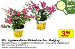 toom Baumarkt Nützlingsfreundliches Köcherblümchen ,,floriglory" Angebot