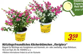 toom Baumarkt Nützlingsfreundliches Köcherblümchen ,,floriglory" Angebot