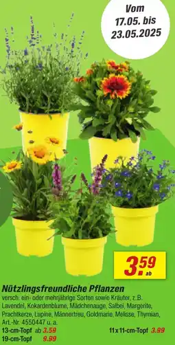 toom Baumarkt Nützlingsfreundliche Pflanzen Angebot