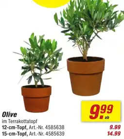 toom Baumarkt Olive Angebot