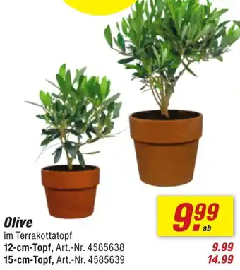 toom Baumarkt Olive Angebot