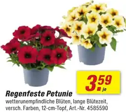 toom Baumarkt Regenfeste Petunie Angebot