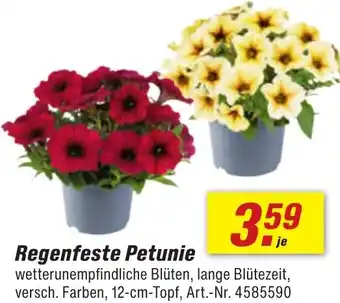 toom Baumarkt Regenfeste Petunie Angebot