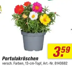 toom Baumarkt Portulakröschen Angebot