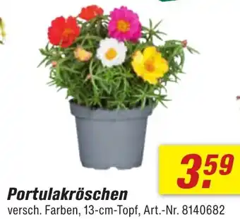 toom Baumarkt Portulakröschen Angebot