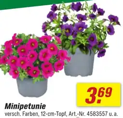 toom Baumarkt Minipetunie Angebot