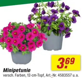 toom Baumarkt Minipetunie Angebot